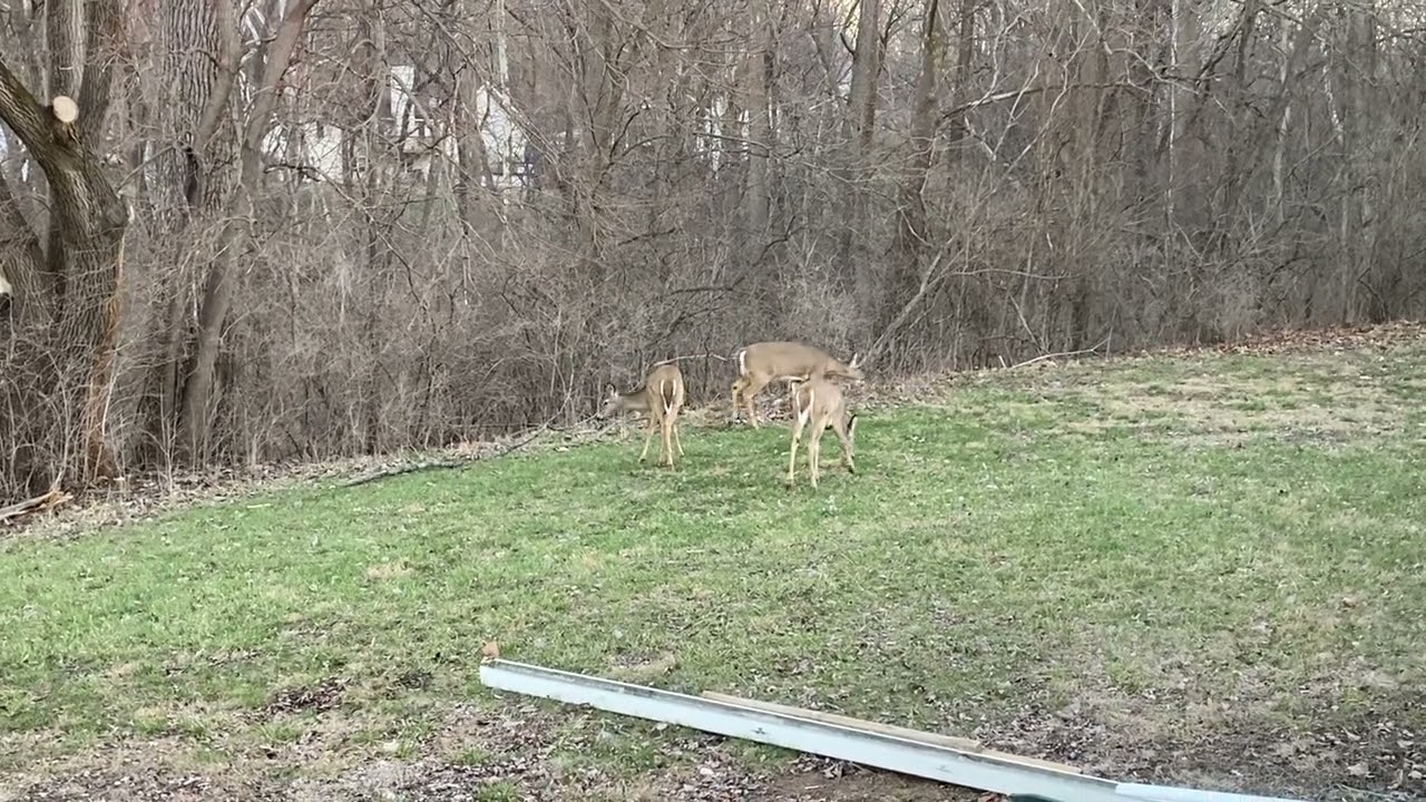 Deer in our garden/ Bahçemizdeki GEYİKLER 