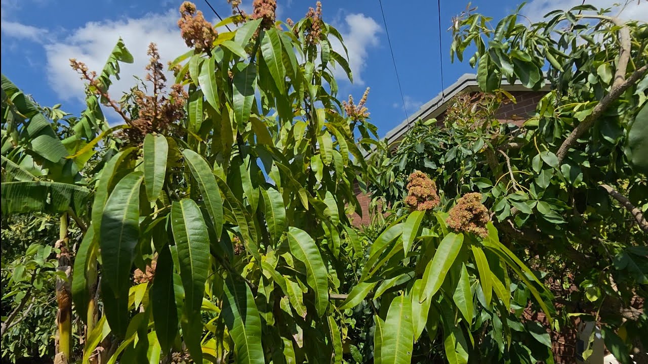 Cold Summer, HOT Mangoes: 24 In‑Ground Trees Fruiting in Melbourne at 17°C