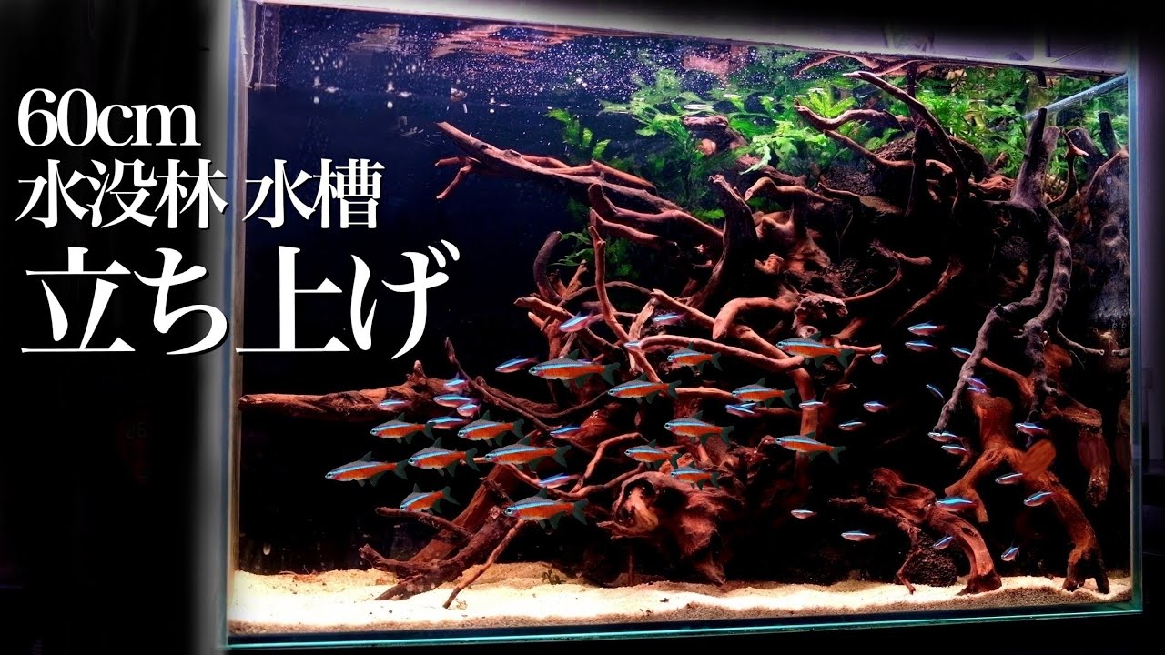 【ｱｸｱﾘｳﾑ/初心者レイアウト】アマゾン川水槽　立ち上げ　 水草は差し込むだけ。