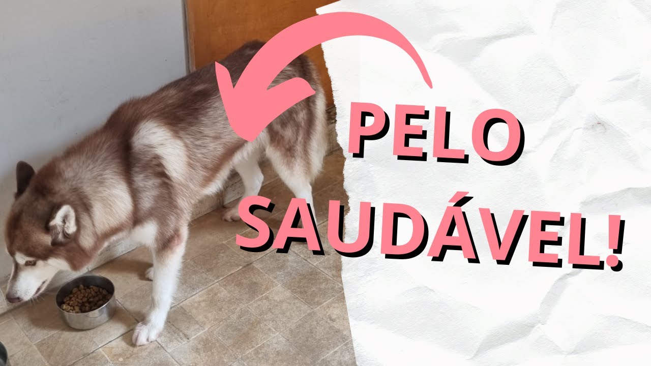 Como cuidar de PELO de HUSKY? Como pentear o seu husky!