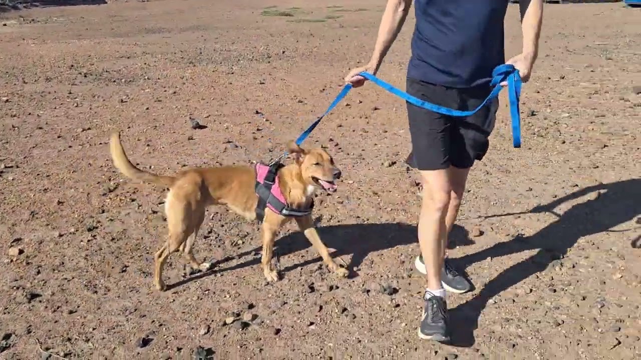 Available for adoption :- Tokio