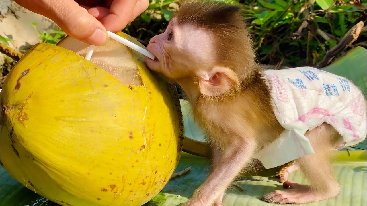 PiPi baby monkey drinks coconut water