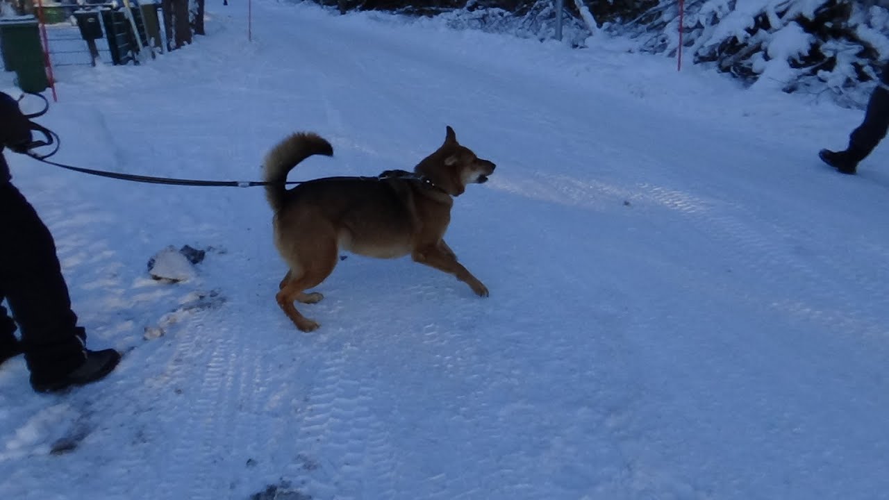 Koira koulutuksessa, koiran ohitusten kouluttaminen, Koirakoulu Homeetta