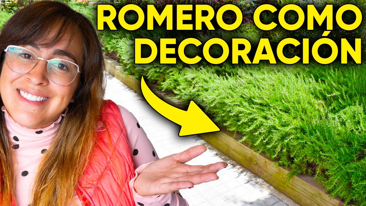 ✅ CUIDADOS del ROMERO RASTRERO 🌿 Para Consumir y Decorar al mismo tiempo 😍