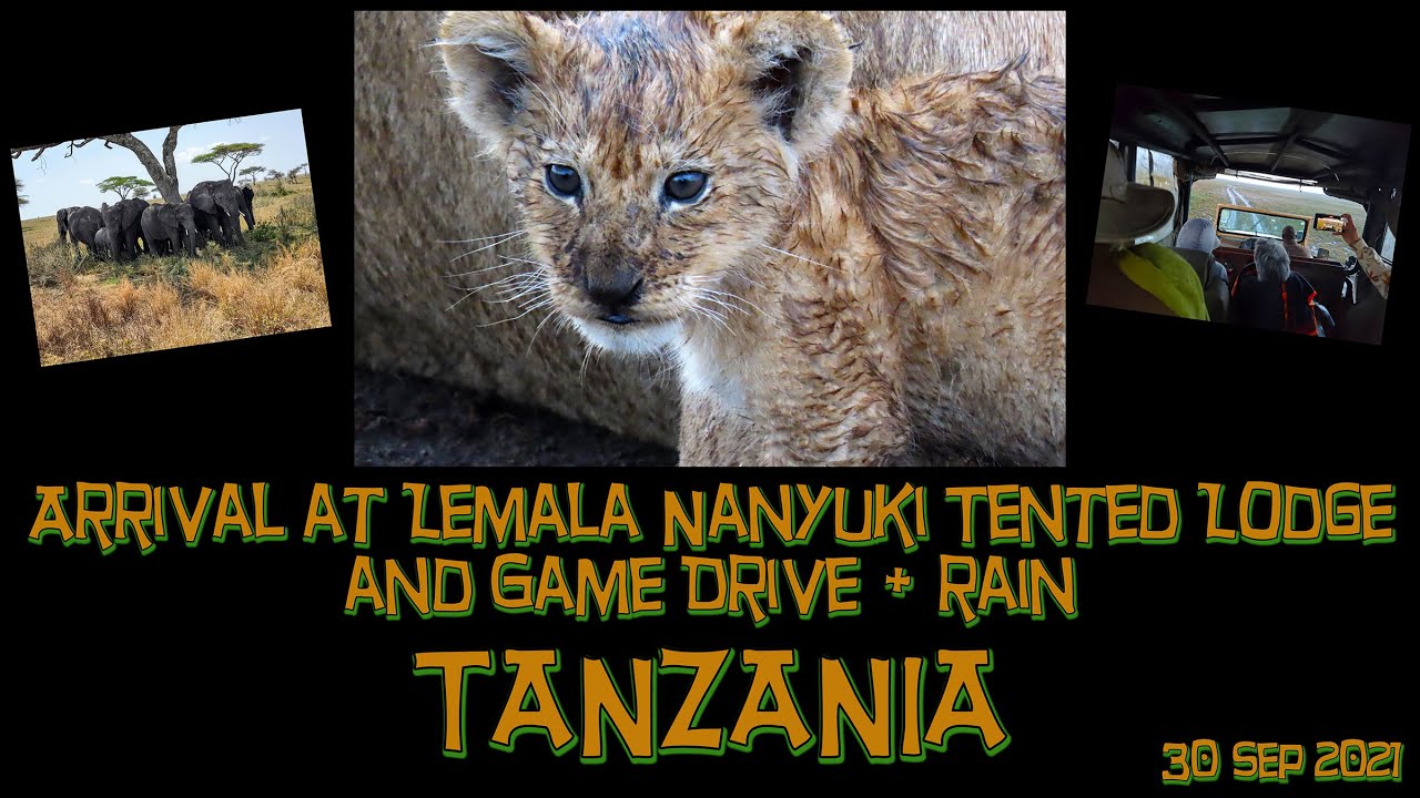 Tanzania- Lemala Nanyukie- Lion and cubs - 30 Sep 2021 - 5K