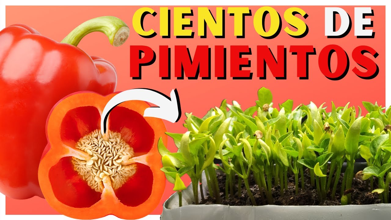 C&oacute;mo SEMBRAR PIMIENTO en CASA 🌱 2 M&eacute;todos ✅