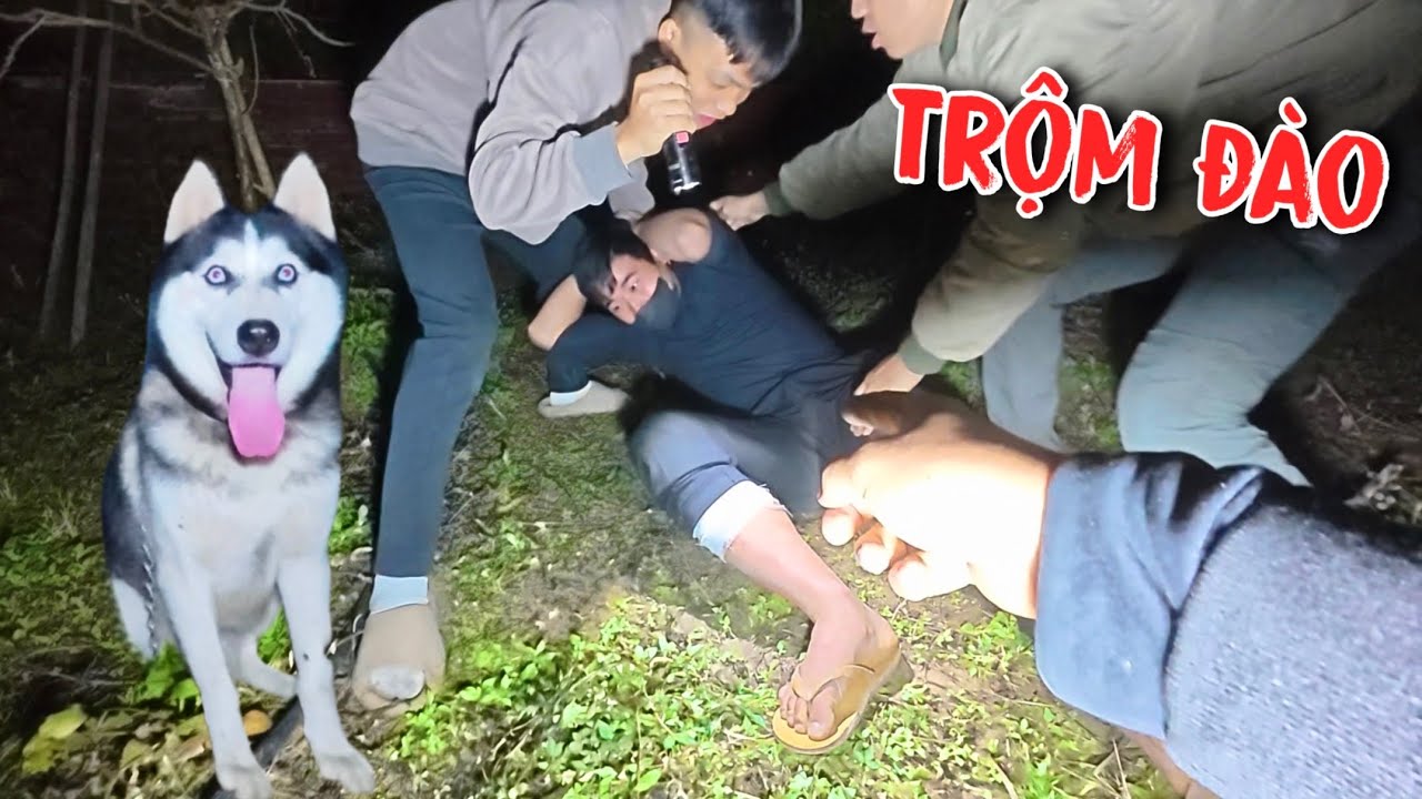 Chó Ngáo Husky Thông Minh Đánh Hơi Phát Hiện Tóm Sống Kẻ Trộm Đào | Toàn Ngơ 