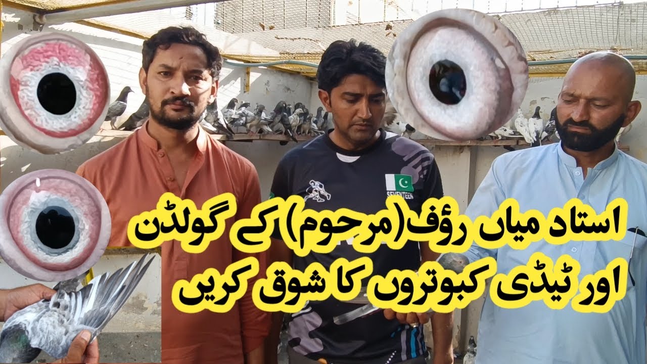 ustad mian nazeer golden kabootar || Ustad mian Rouf k Taddy kabutar