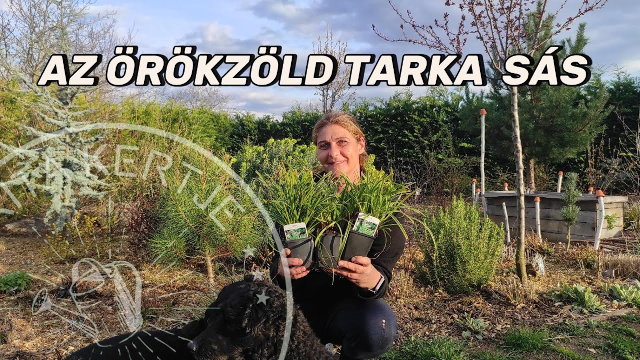Az örökzöld tarka sás gondozása és ültetése 🌱