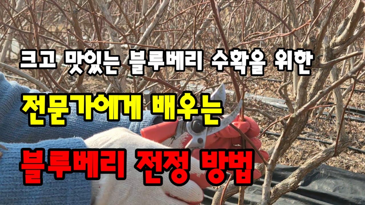 전문가에게 배우는 블루베리 전정방법#블루베리전정시기#블루베리꽃눈솎기#보라빛향기