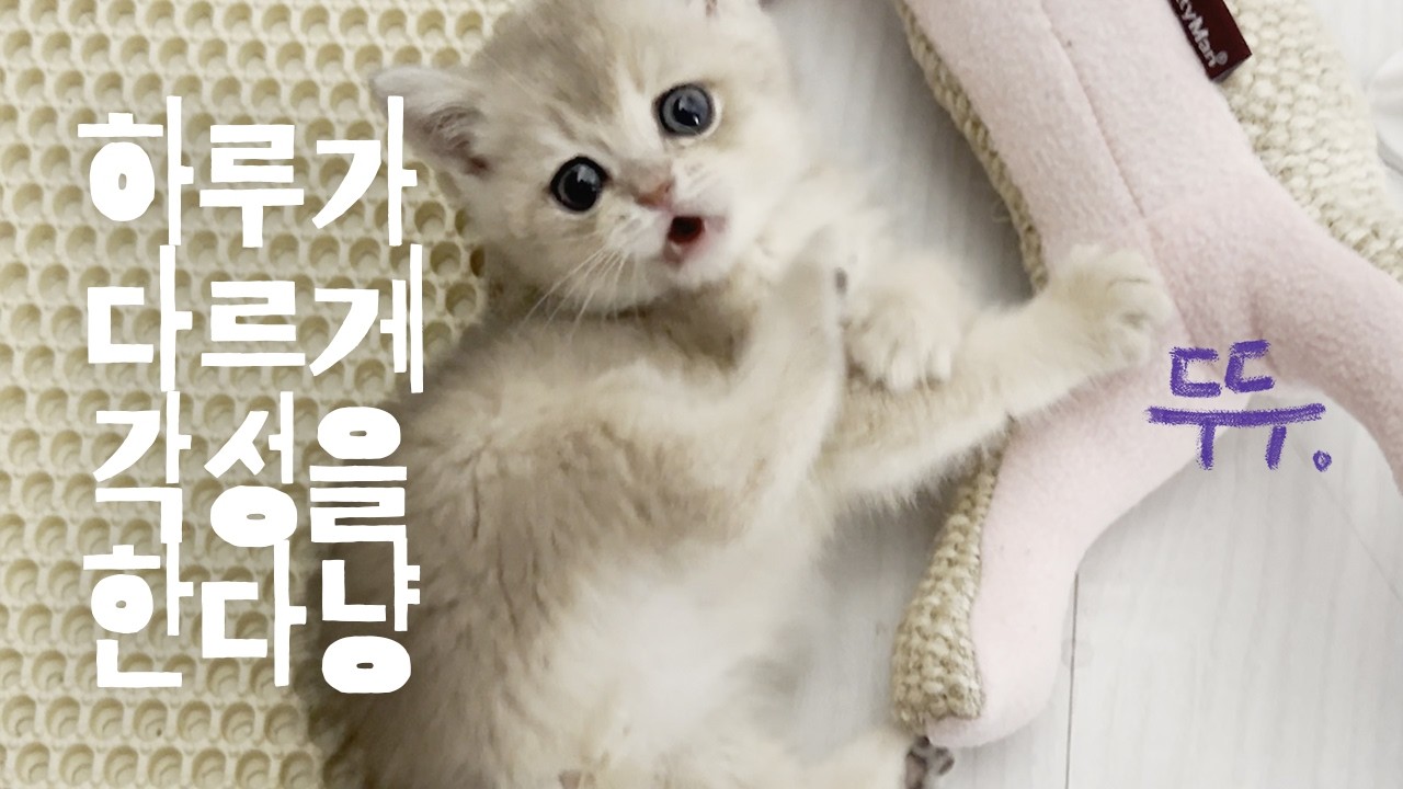🐾급각성 브숏 아기 고양이 두두!🐱 [무섭다... 너의 성장 속도가!(흑흑)🐈] #브리티시숏헤어 #고양이브이로그