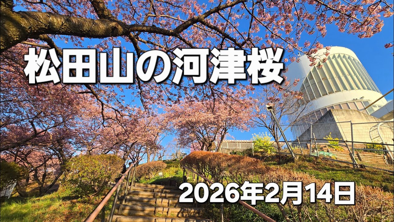 松田町の河津桜 (2026年2月14日)