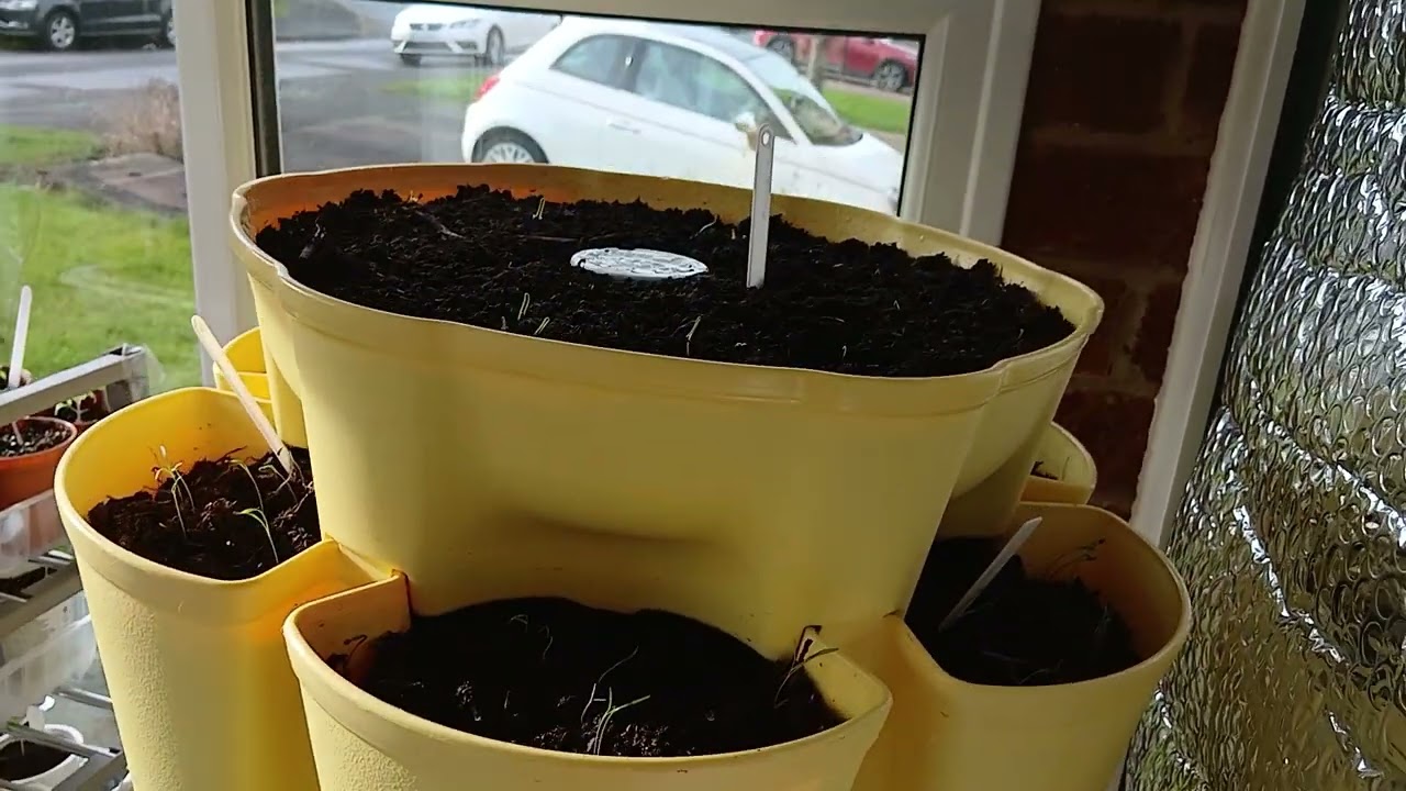 Growing veg in tiny spaces #indoorveggrowing 