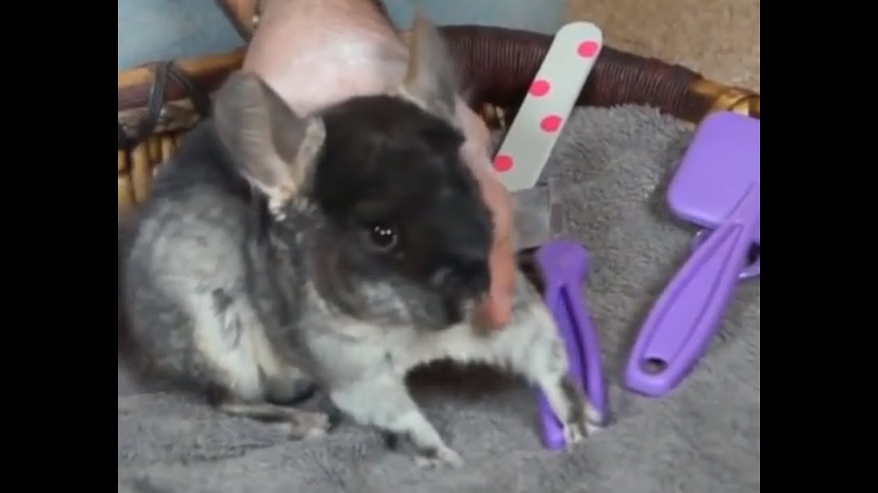 CHINCHILLAS - Su higiene. ¿Necesita cuidados especiales?