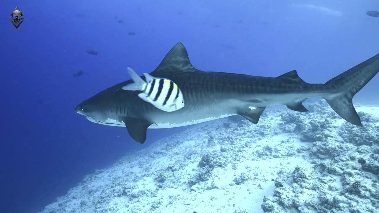 TIGER SHARKS