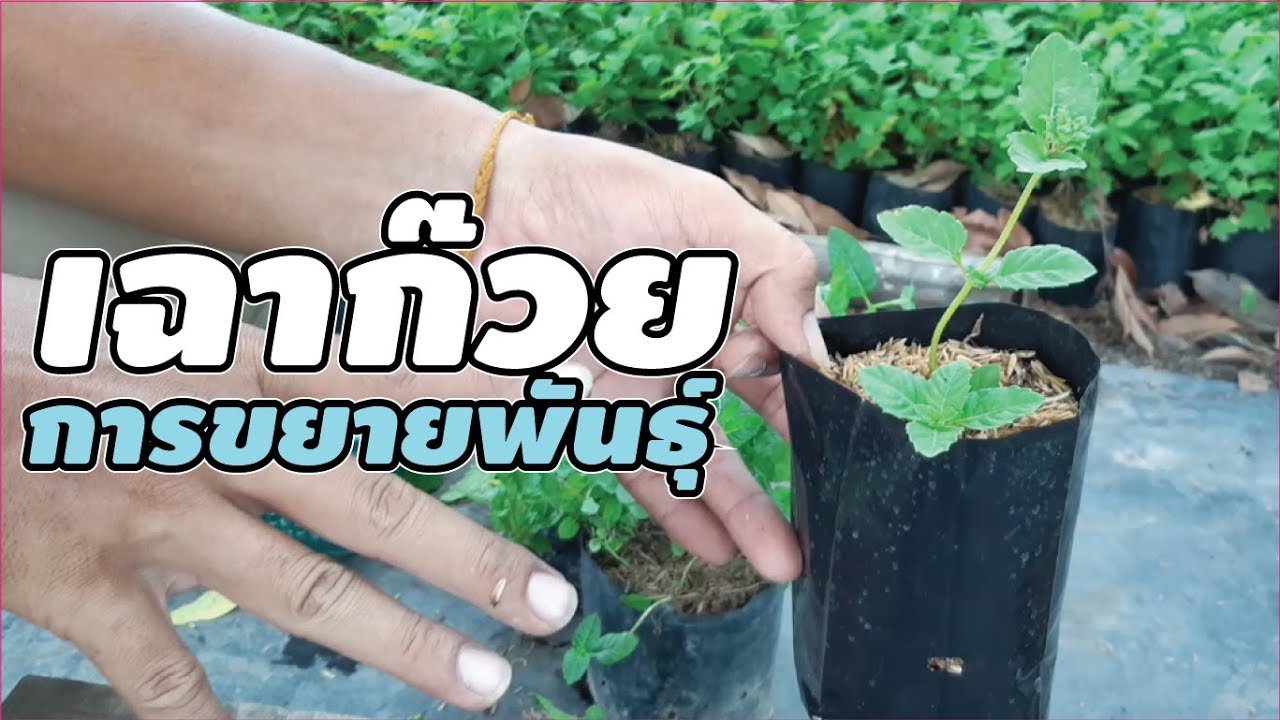 การขยายพันธุ์ต้นเฉาก๊วย ที่ใช้ทำน้ำเฉาก๊วย