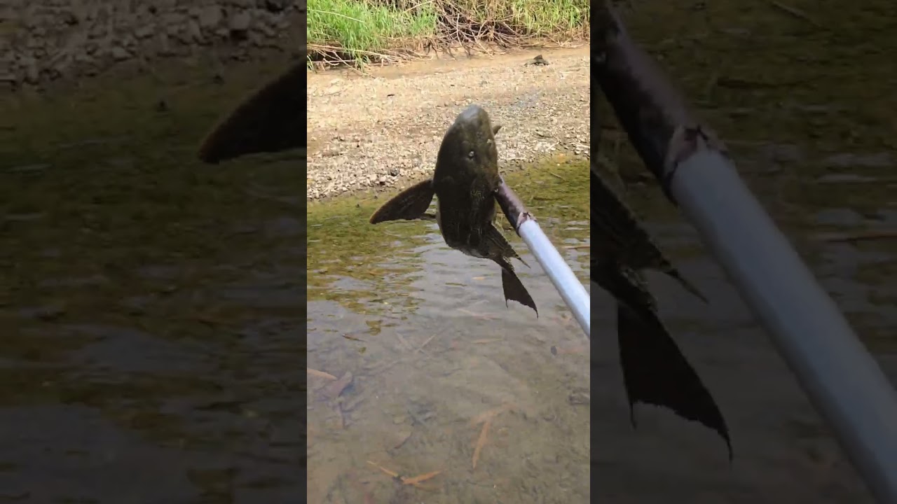 Cacería de plecos en rio culebrinas 🔱🐟