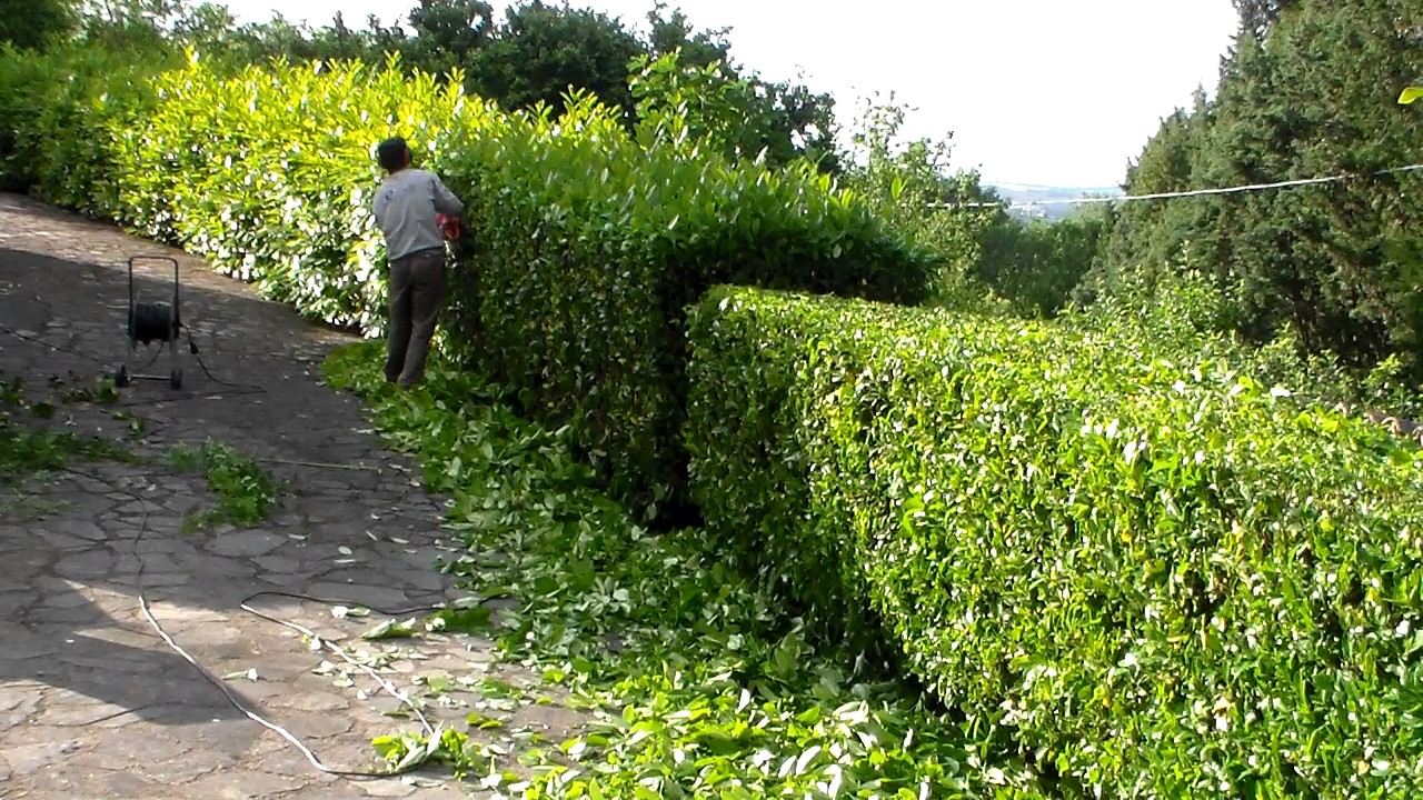 Taglio siepe lauroceraso by Floriano (part 2) Umbria