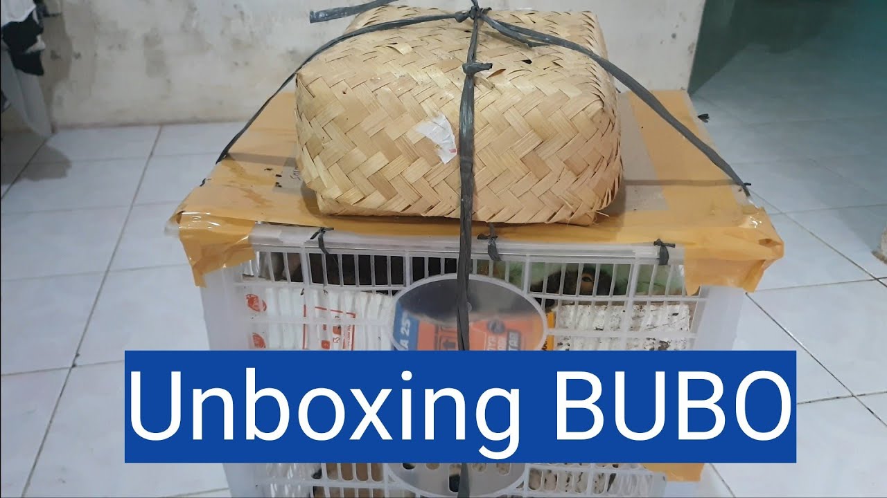 UNBOXING BUBO ...