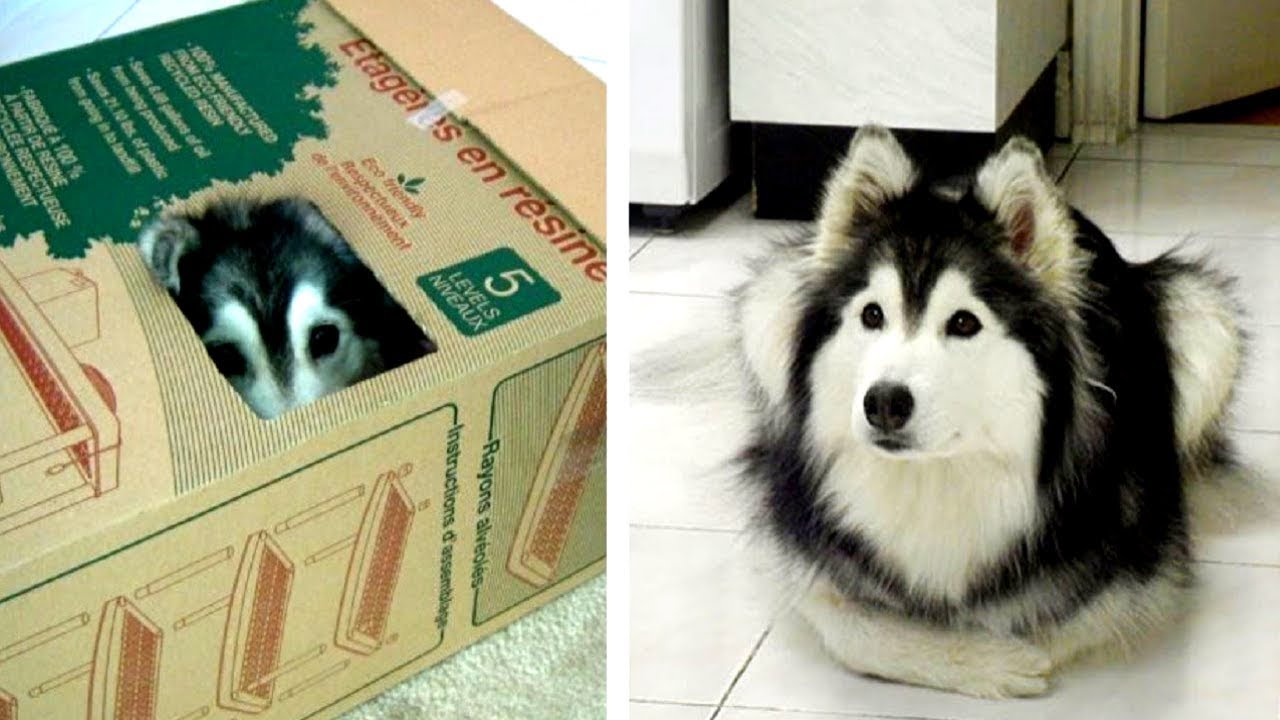 Husky w&auml;chst unter Katzen auf und verh&auml;lt sich nun genau wie eine Katze
