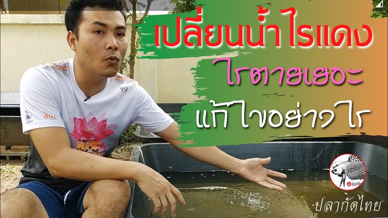 ไรแดงตายตอนเปลี่ยนน้ำ เกิดจากอะไร แก้ไขอย่างไร @PlakadThai