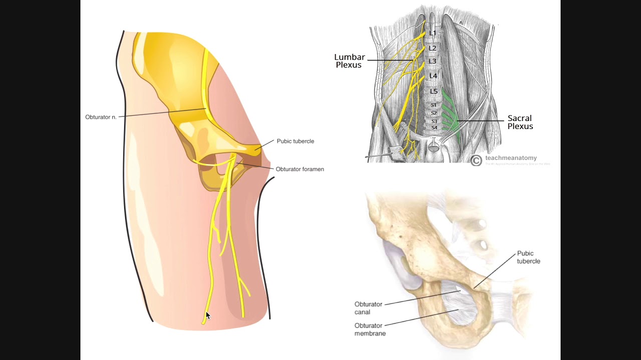 Basics of the Obturator Nerve | Origins & Branches