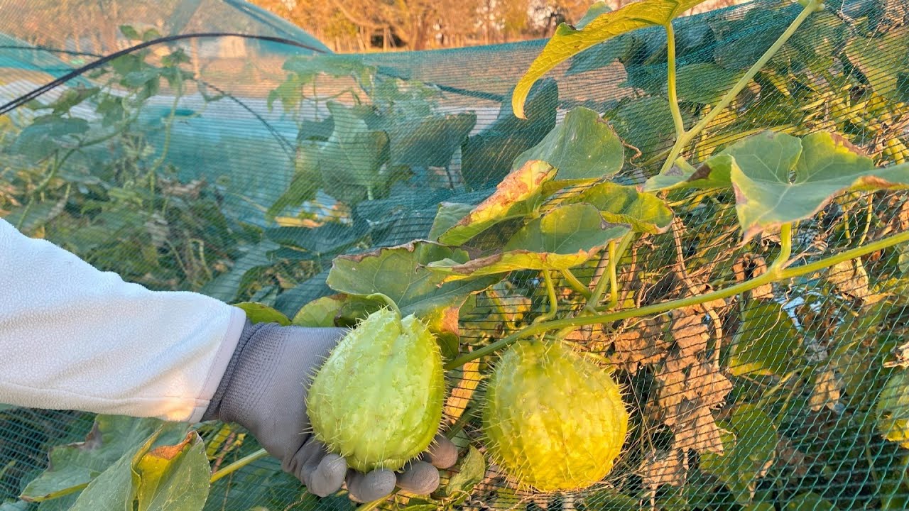 La Zucchina Chayote