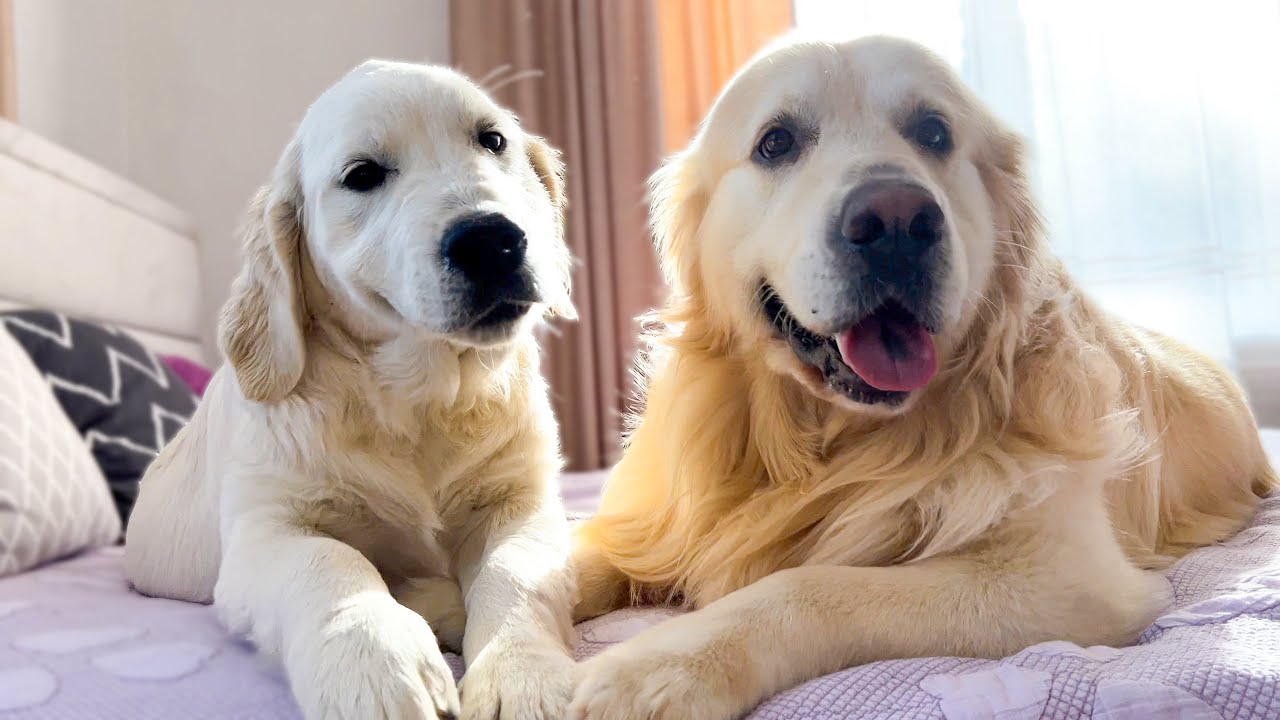 Golden Retriever Dog and Puppy Friendship!