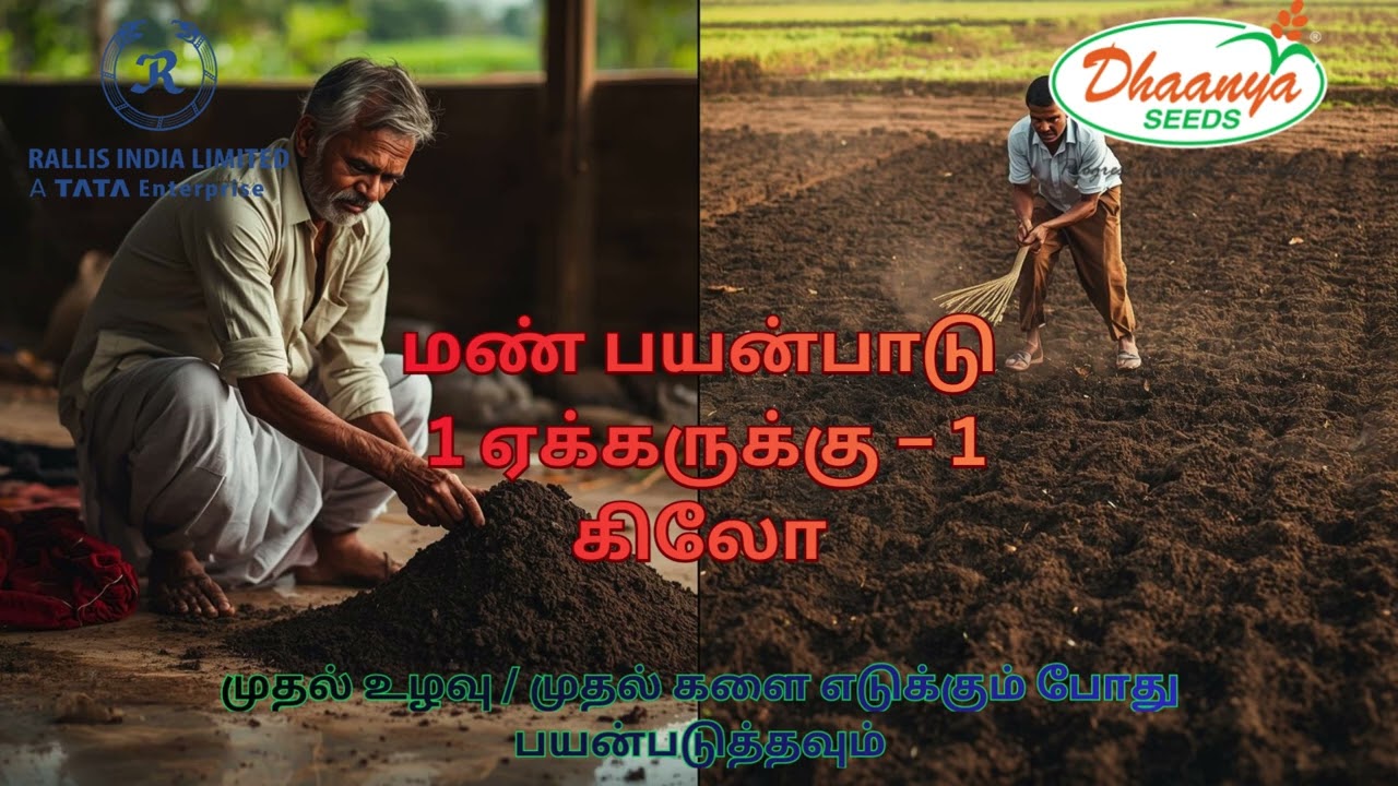 மக்காச்சோளத்தில் Trichoderma viride பயன்படுத்துவது எப்படி? | வேர் பாதுகாப்பு & அதிக மகசூல் வழிமுறை