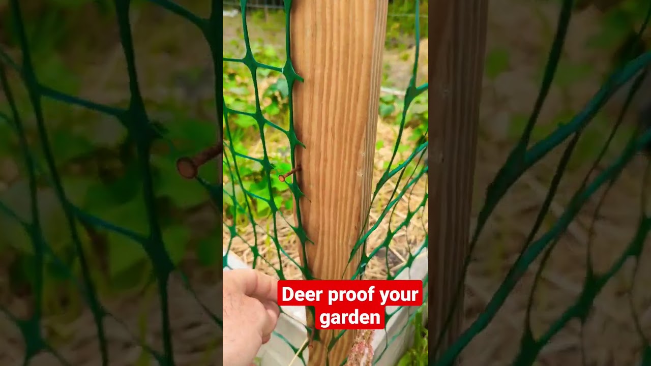 keep the deer out of your #garden