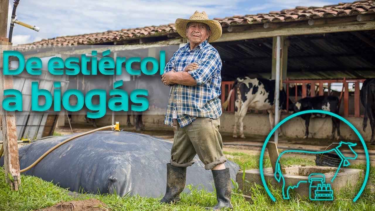 Convirtiendo estiércol de vaca en biogás | Biodigestores Sistema.bio