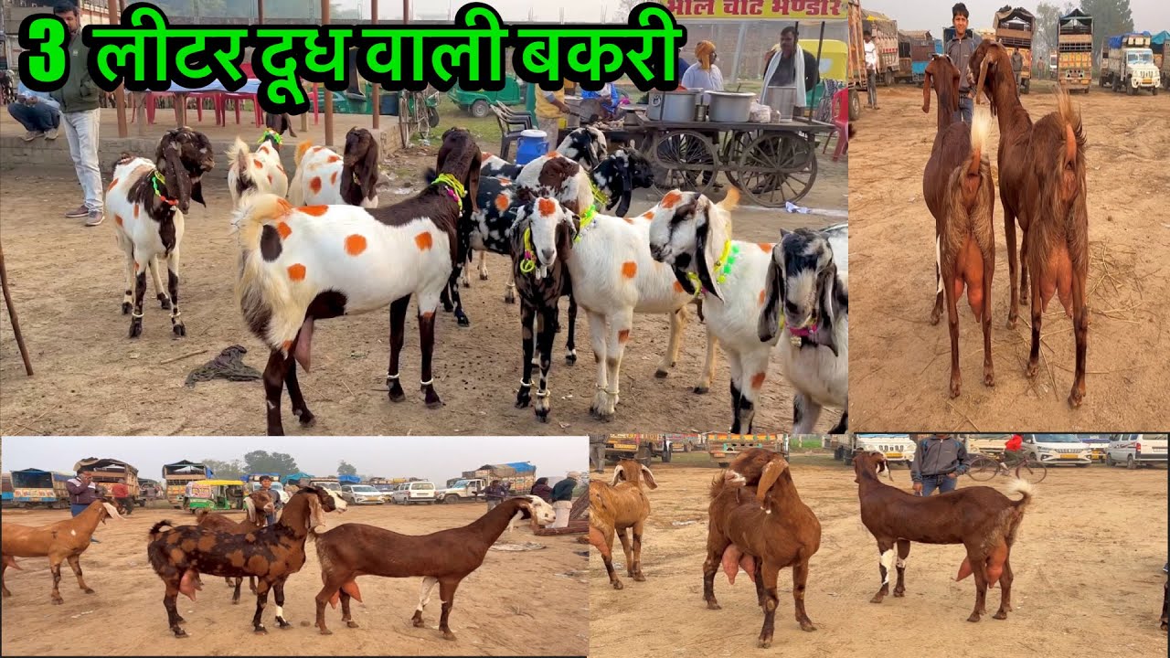 जसवंत नगर बकरा मंडी || इटावा उत्तर प्रदेश || 5 February 2025