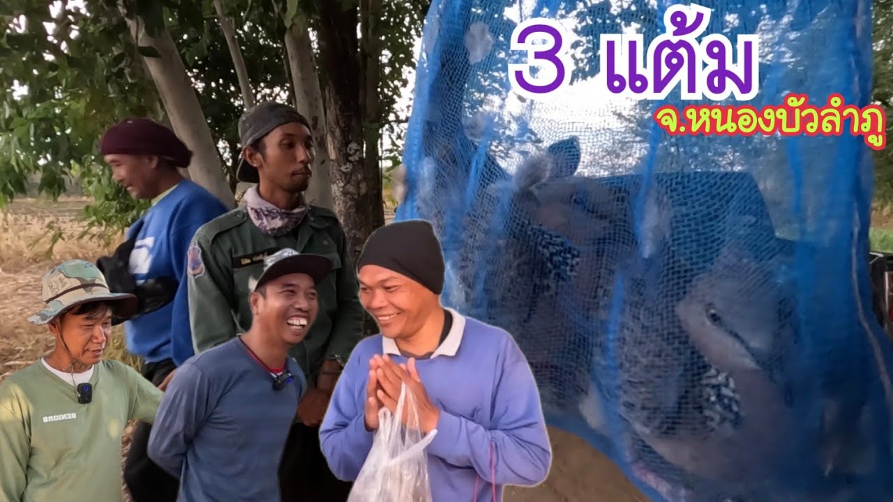 3 แต้ม ต่อนกเขาใหญ่ จ.หนองบัวลำภู