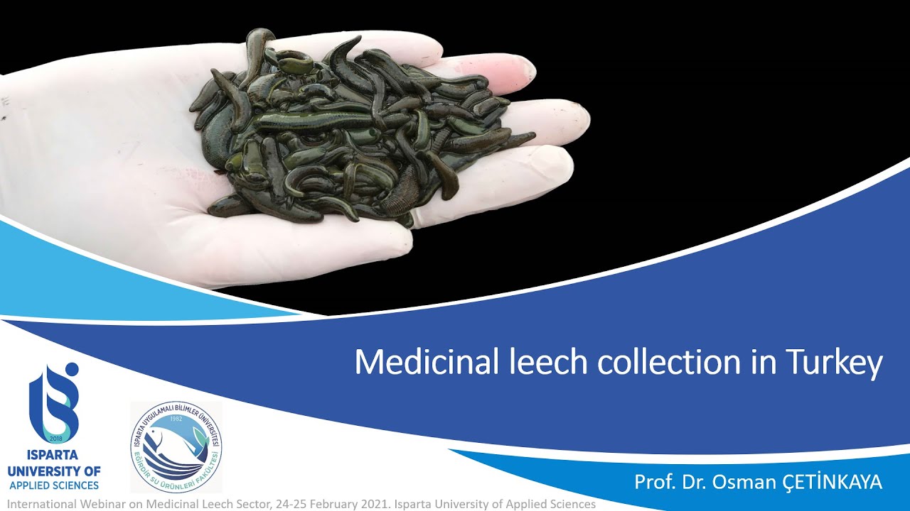 Medicinal leech collection in Turkey - Prof. Dr. Osman &Ccedil;ETİNKAYA