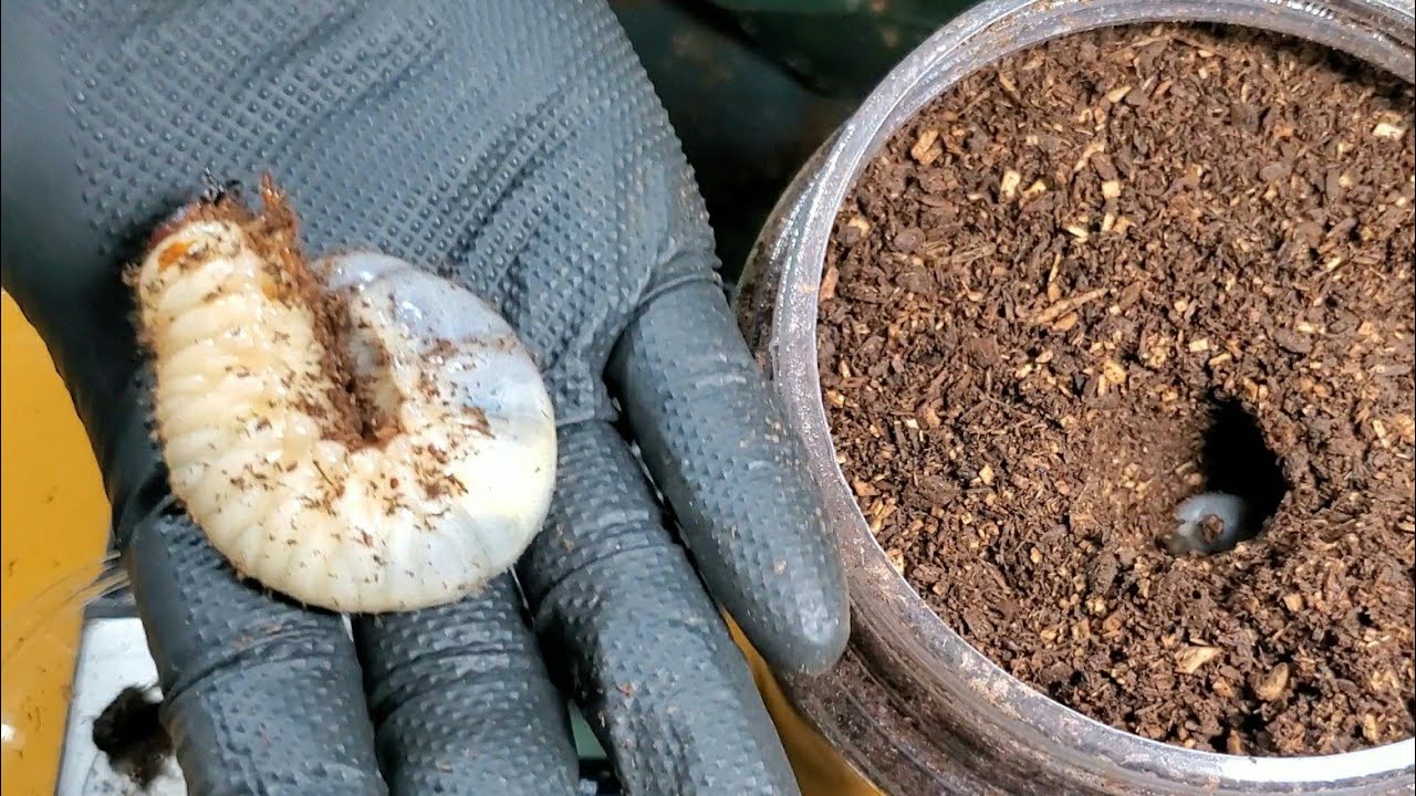 カブトムシの幼虫を一匹ずつボトルで飼育する理由。