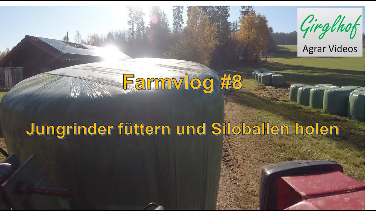 Farmvlog #8 Jungrinder füttern und Siloballen holen