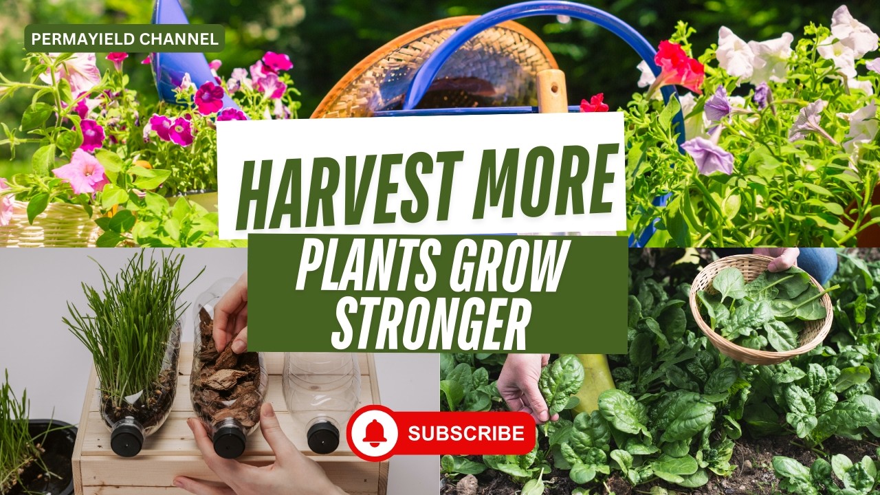 7 Perennial Vegetables That Grow Better the More You Harvest Them