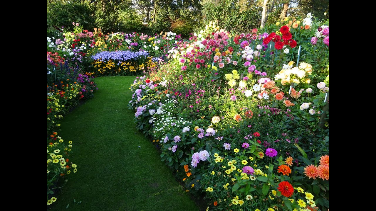 Growing dahlias month by month episode 3: late February