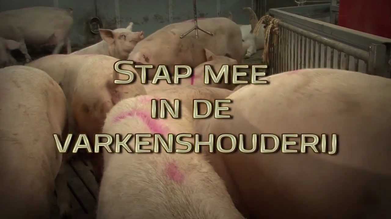 Stap mee in de varkenshouderij
