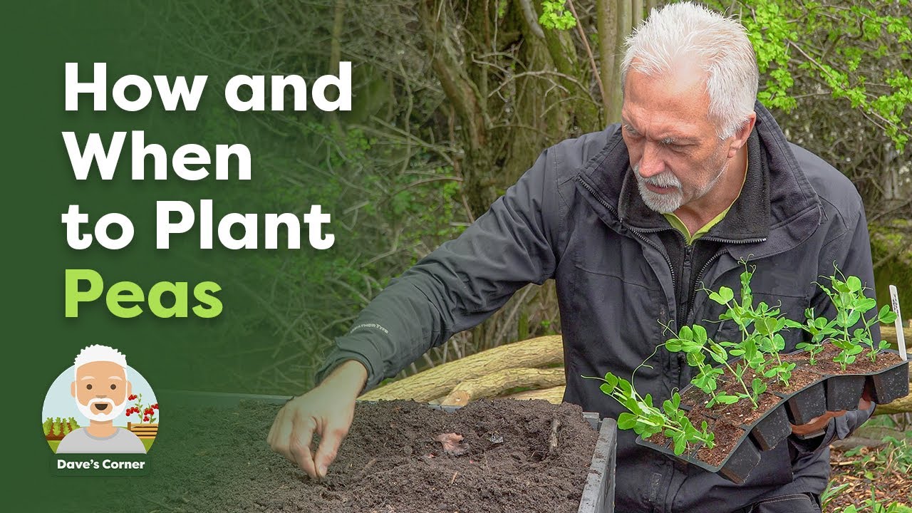 How and When to Plant Peas