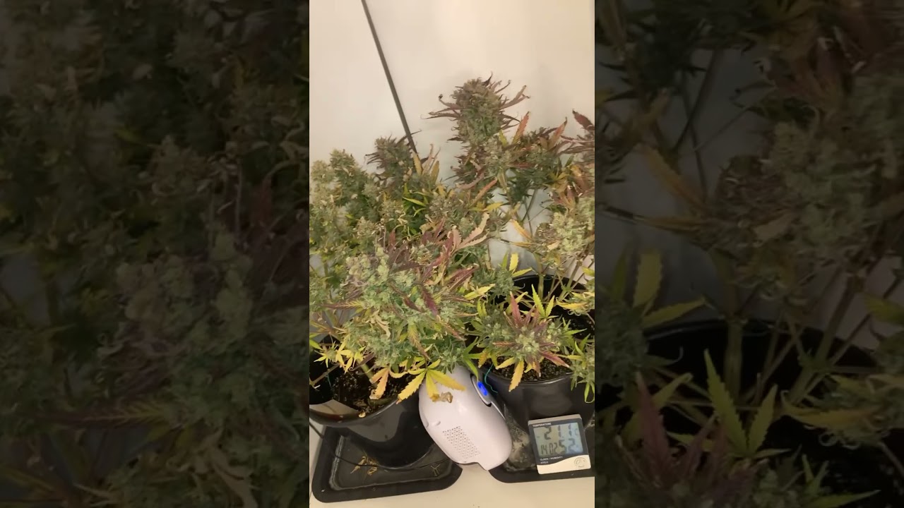 Secret auto Closet grow Fast buds and Dutch passion