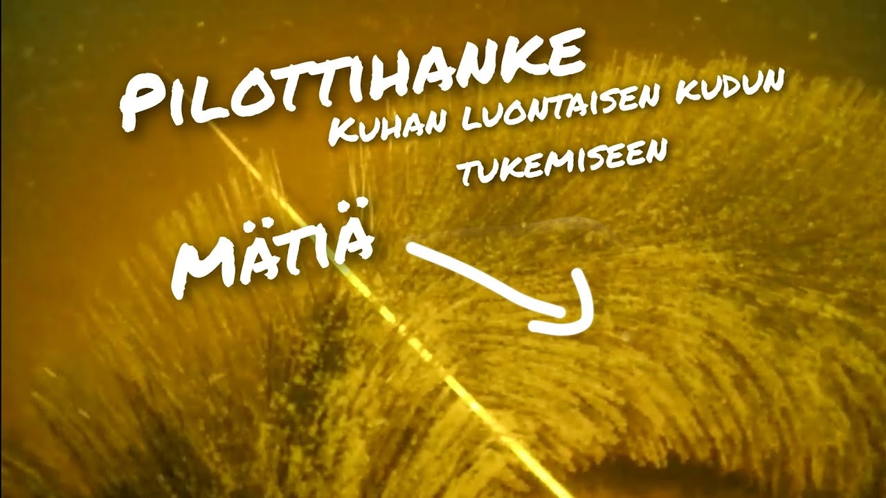 70cm kuha turolla