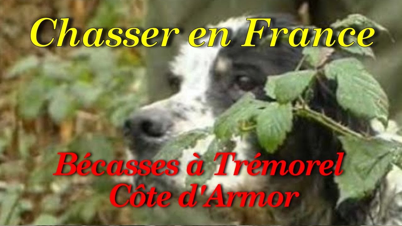 Bécasses à Trémorel, Côte d'Armor