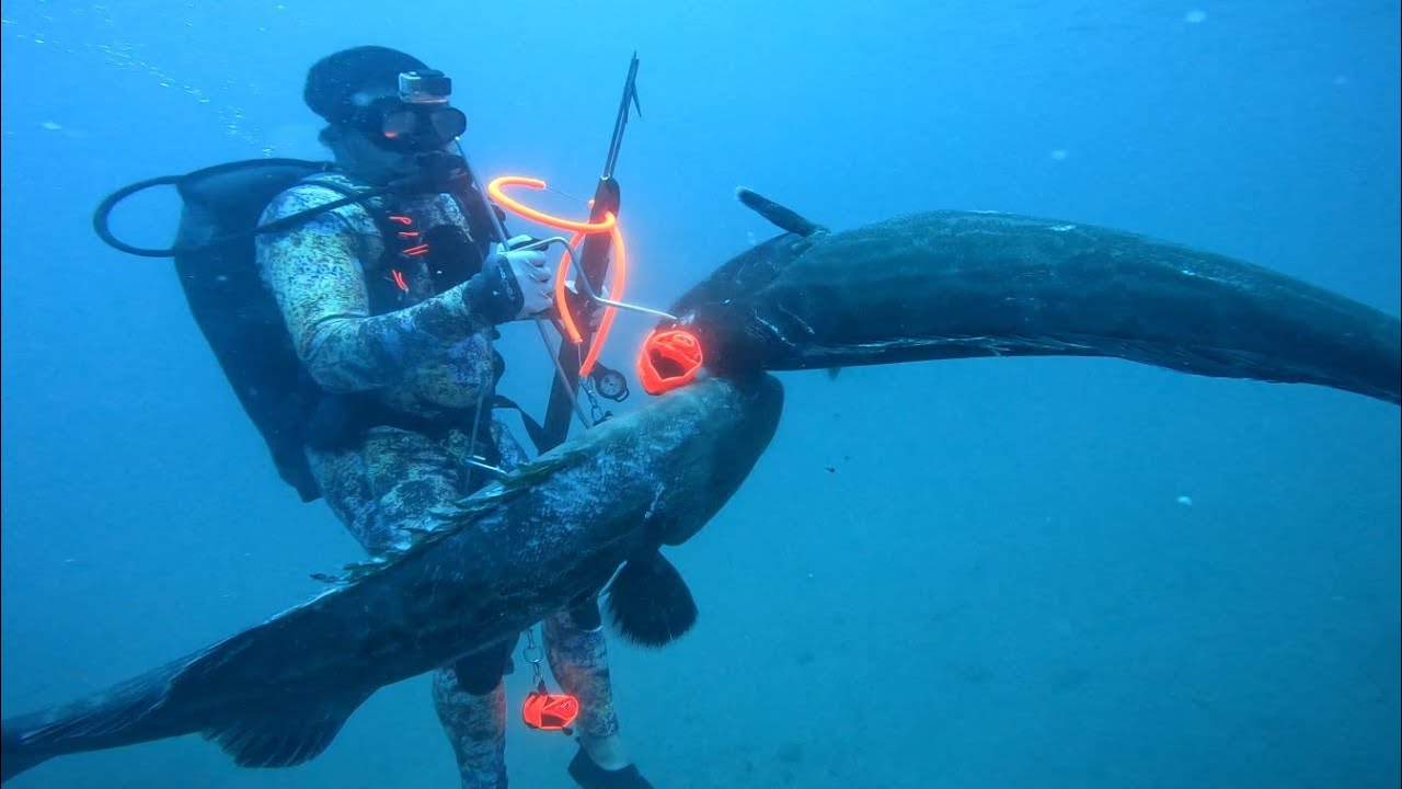 Twin carbos spearfishing off boca grande florida