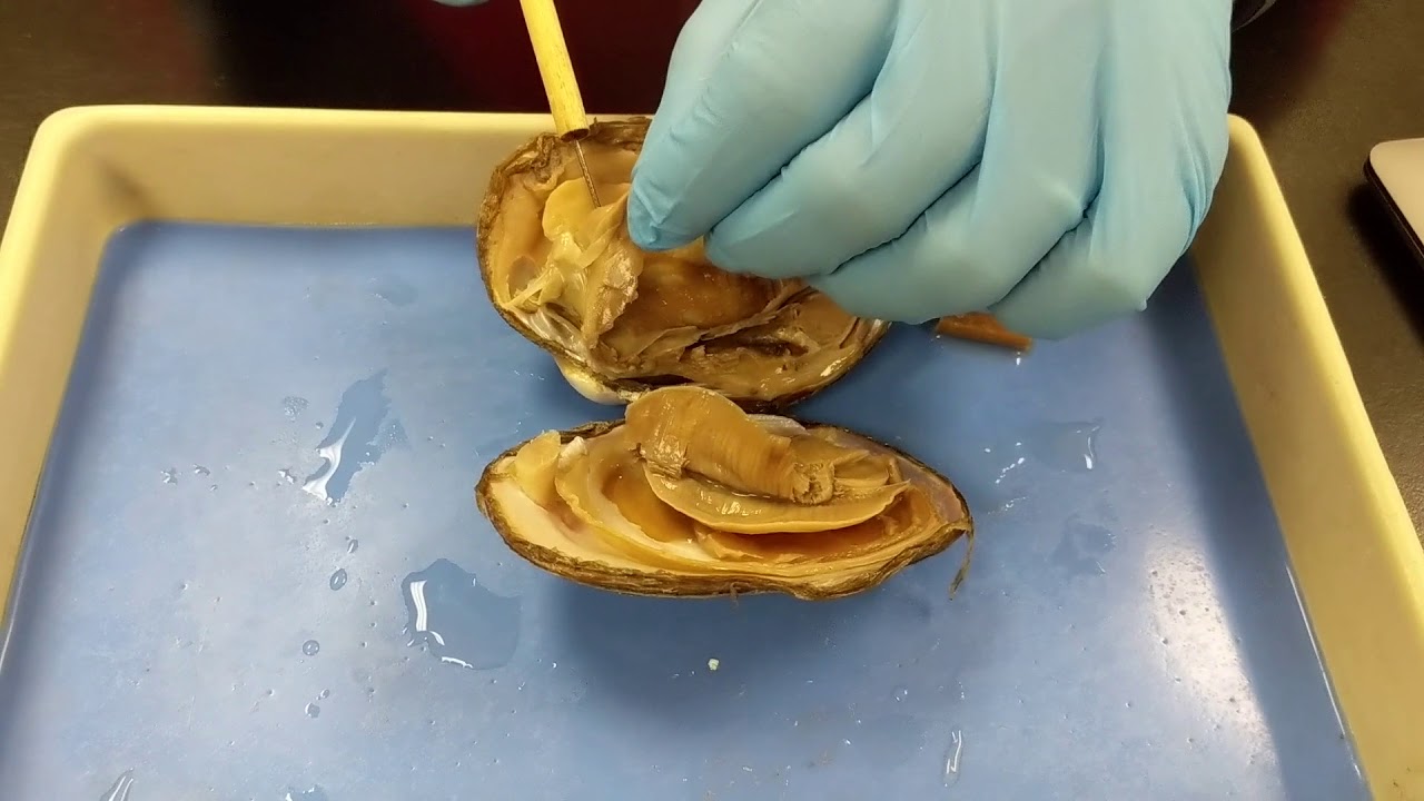 Freshwater Mussel Dissection