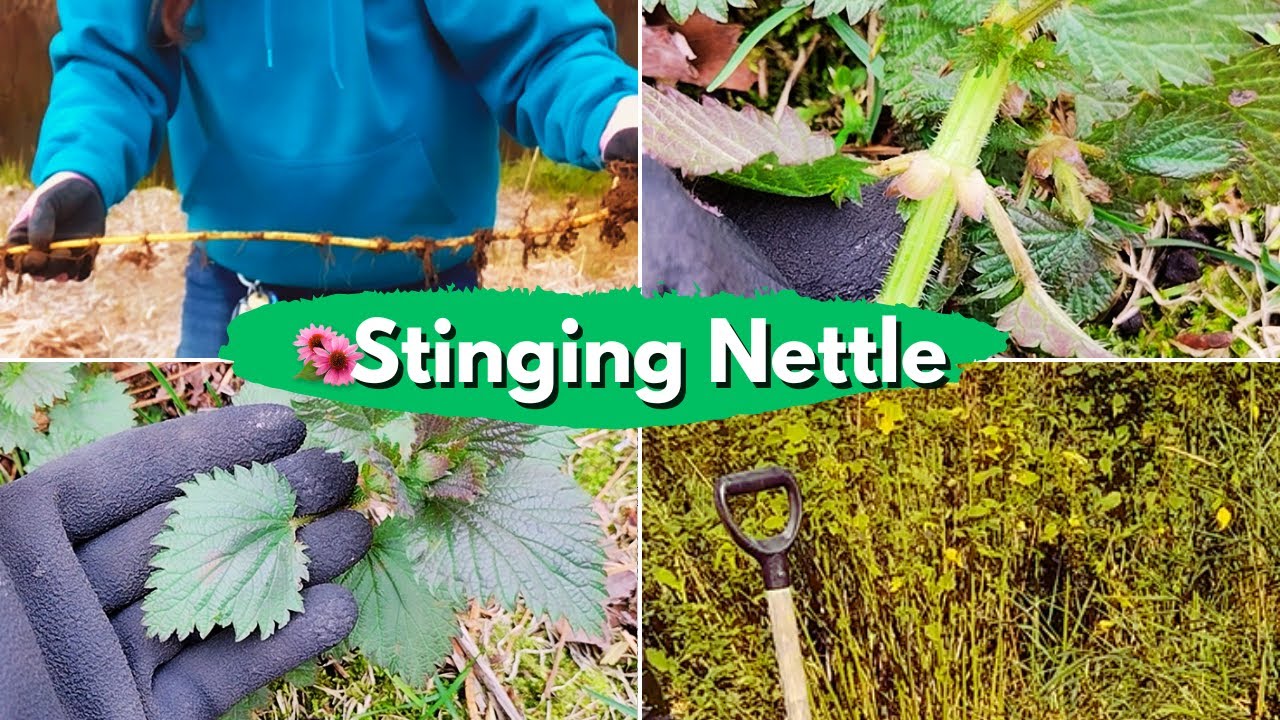 Stinging Nettle - The weed that bites back, and why we love it anyway!