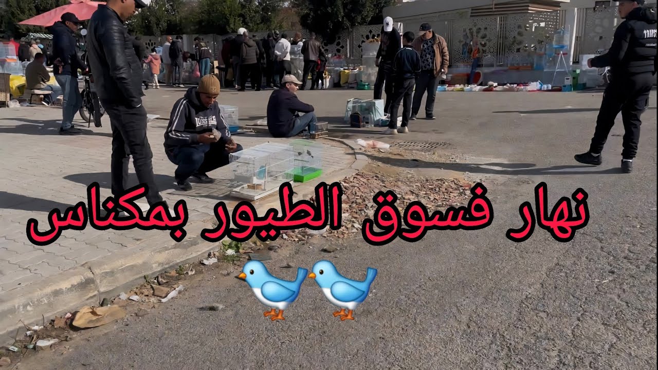 جولة في سوق الطيور  بمكناس 🐦 🐦 