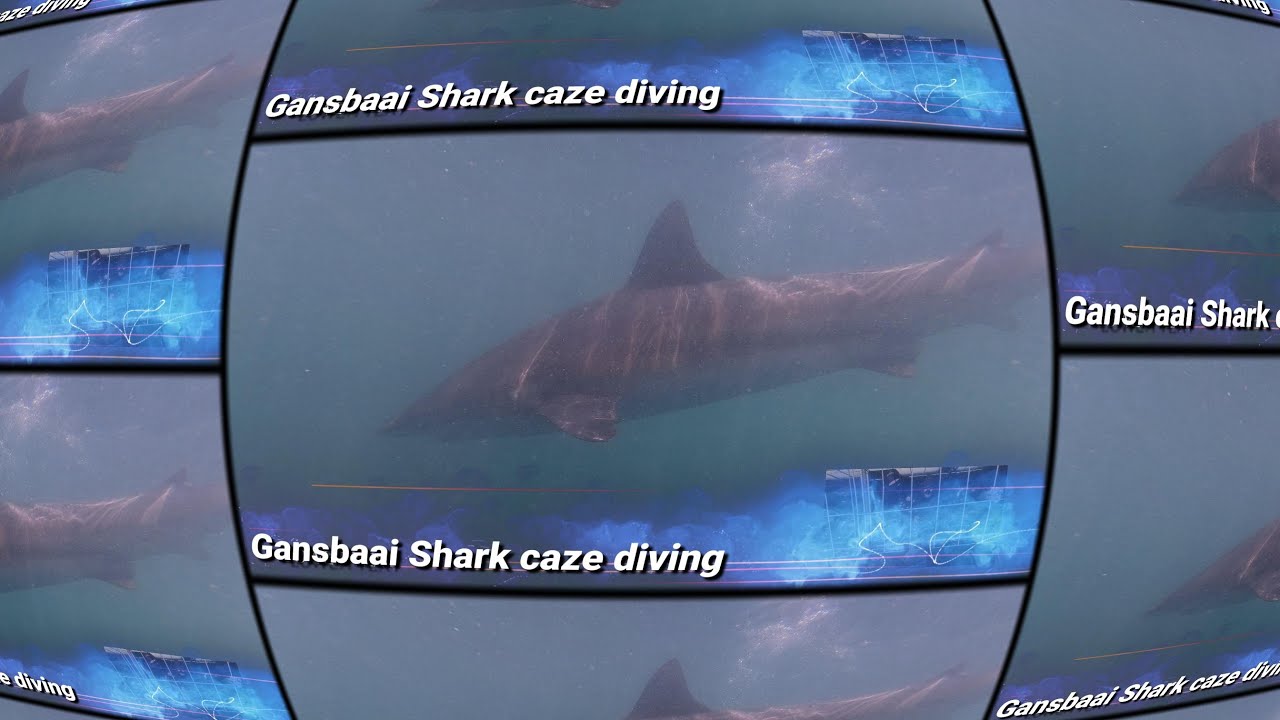 Shark Cage Diving met my dogters .Gansbaai