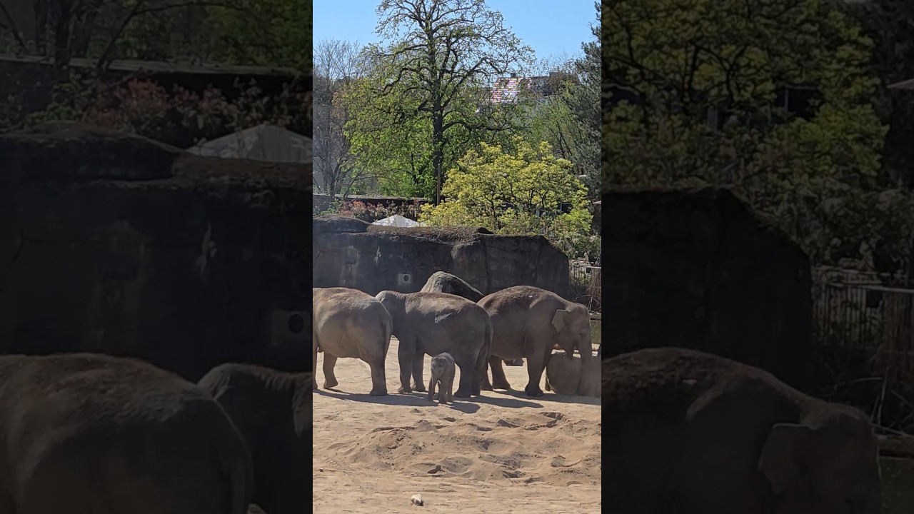 Sehenswürdigkeiten in Köln | 쾰른 가볼만한 곳: Cologne Zoo