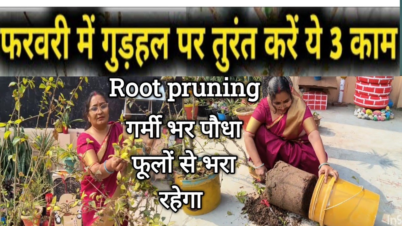 फरवरी में गुड़हल पर तुरंत करें ये तीन काम गर्मी भर पौधा फूलों से भरा रहेगा, Hibiscus plant Care